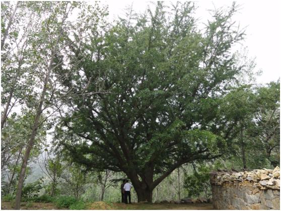 日照一級古樹名木：500年銀杏根深葉茂