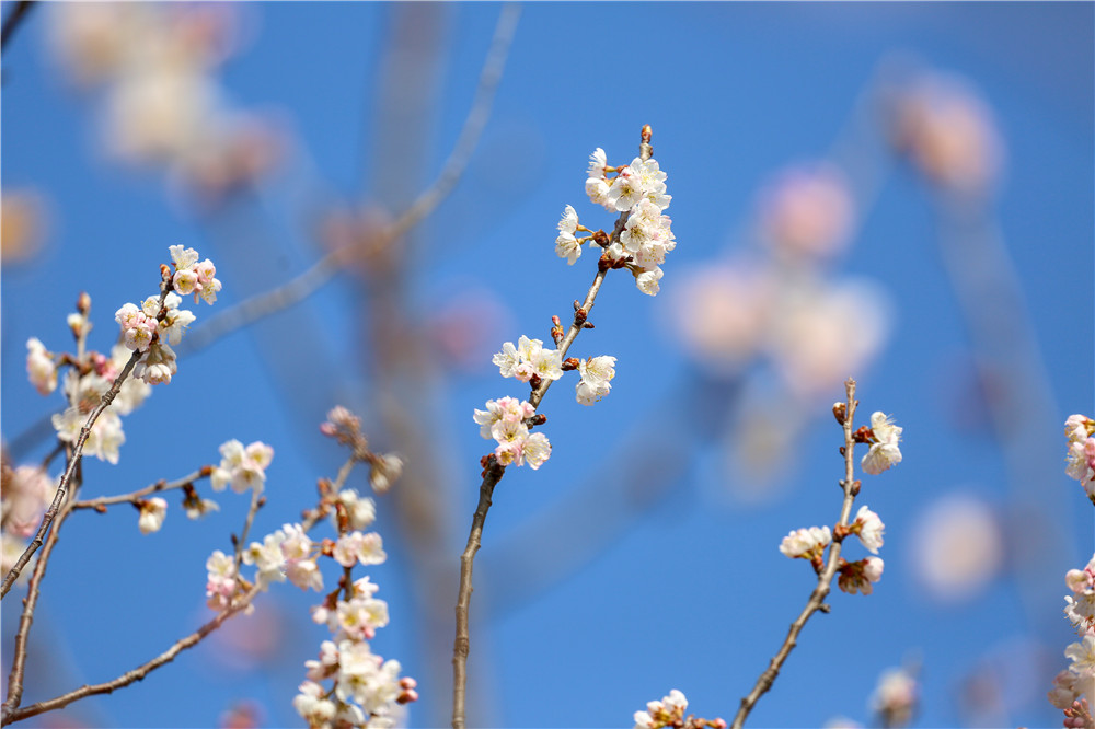 來(lái)這里，赴一場(chǎng)春天的約會(huì)