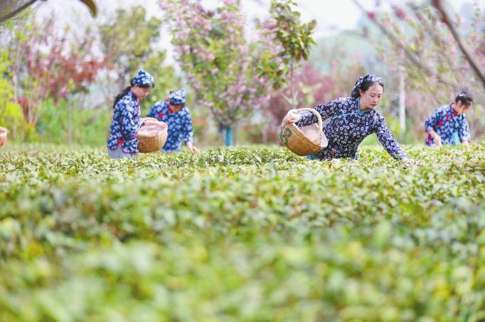 春茶飄香采摘忙