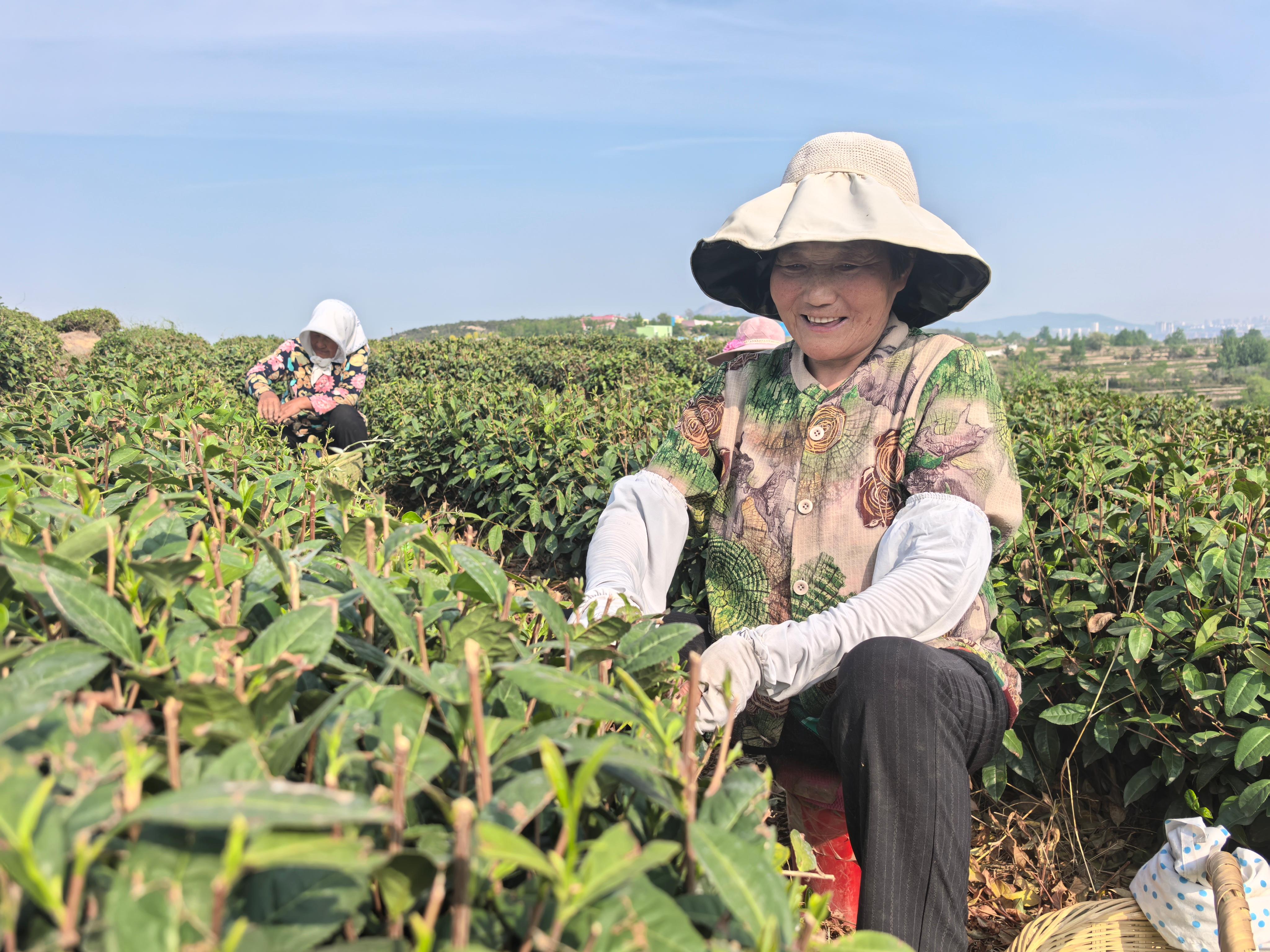 茶樹吐新綠 村民采茶忙