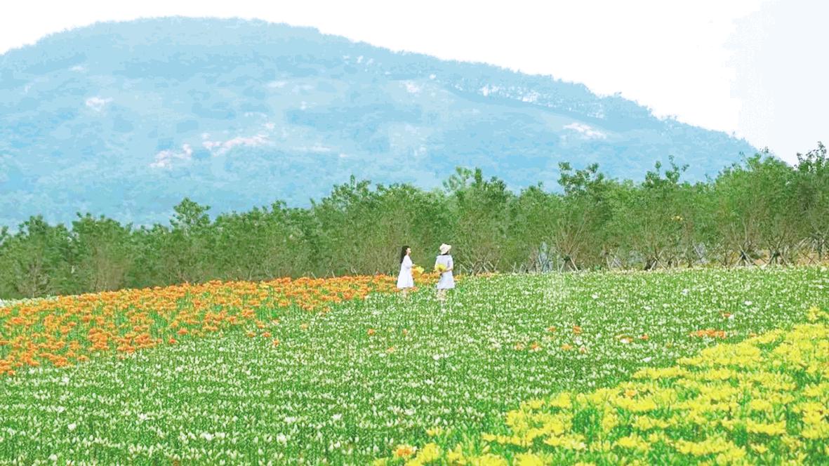 白鷺牧場(chǎng)百合盛放